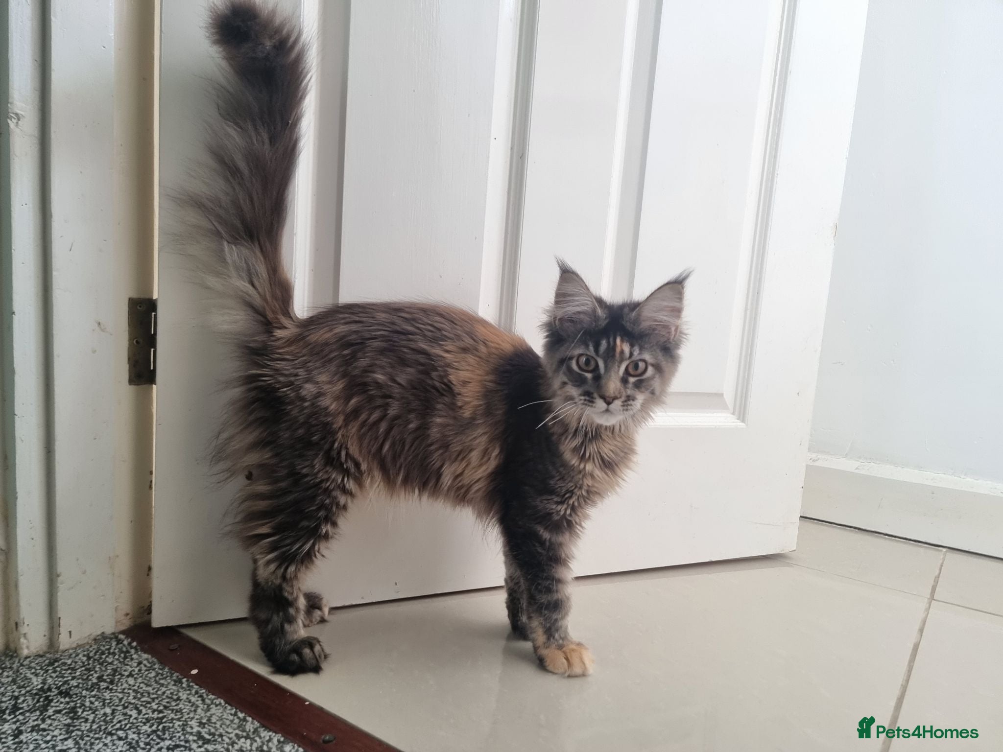 Maine Coon cats LAST TICA reg. female  - Advert 12
