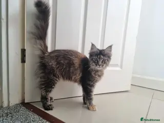 Maine Coon cats LAST TICA reg. female - Advert 12