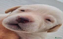 Labrador Retriever dogs for sale:  Beautiful, bouncing Pedigree Pups - Image 19