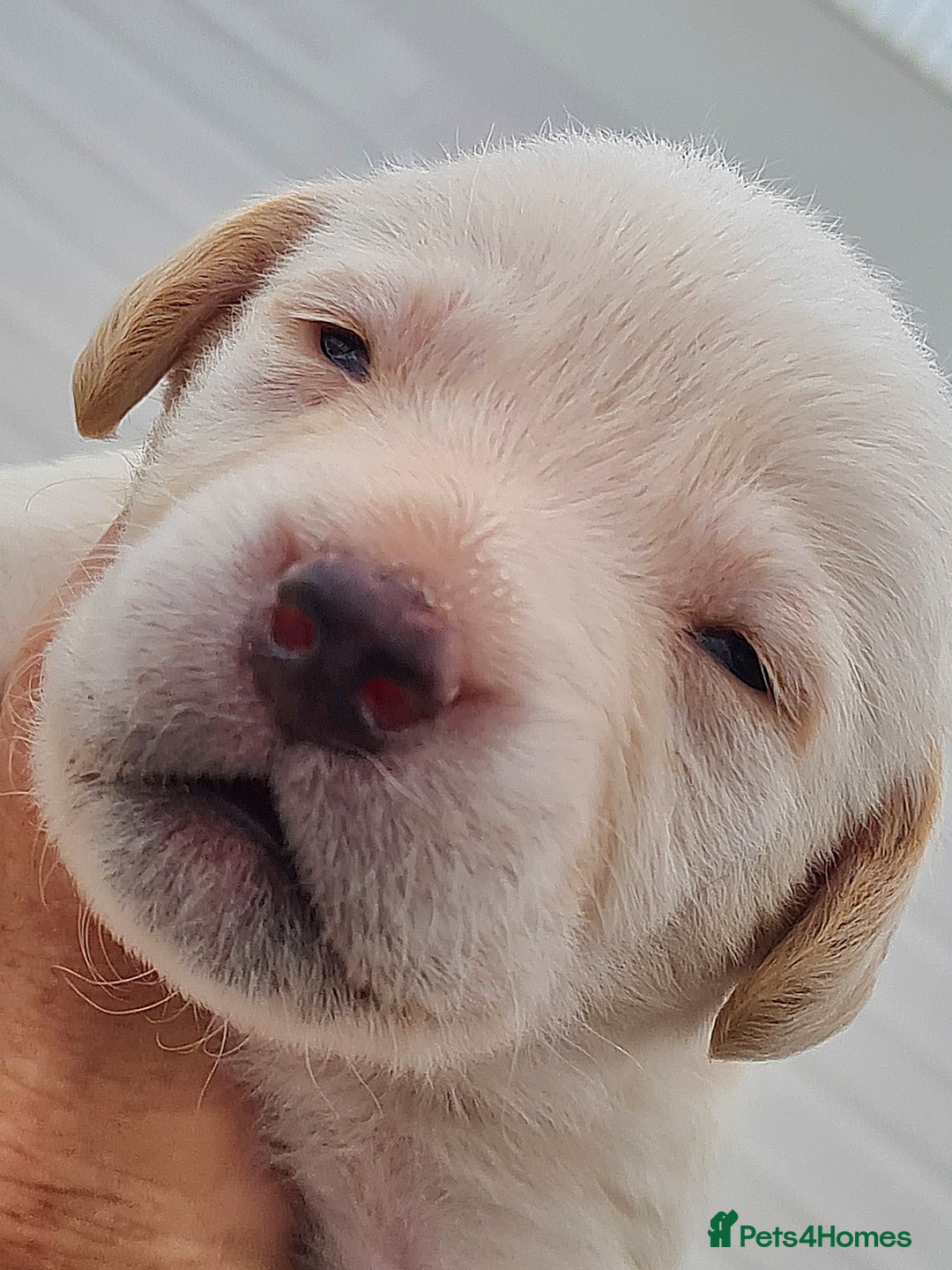 Labrador Retriever dogs for sale:  Beautiful, bouncing Pedigree Pups - Image 19