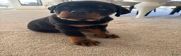 Rottweiler dogs for sale: KC Registered Rottweiler Puppies - Advert 17