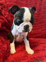 Boston Terrier dogs - Advert 4