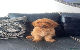 Miniature Poodle dogs for sale: LAST BOY Miniture poodles  - Advert 1