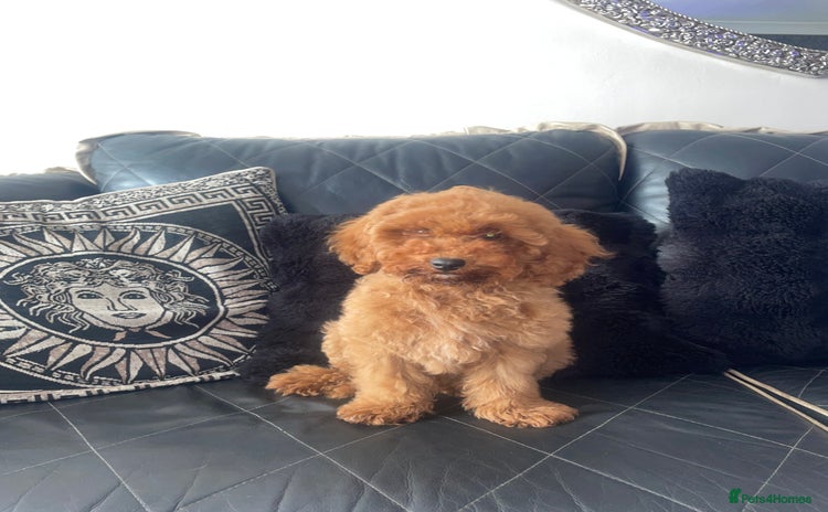 Miniature Poodle dogs - Advert 19