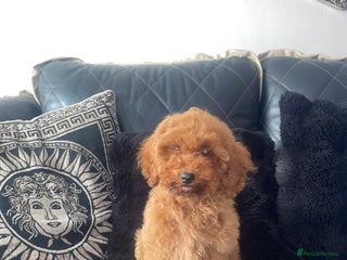 Miniature Poodle dogs for sale: LAST BOY Miniture poodles - Advert 1