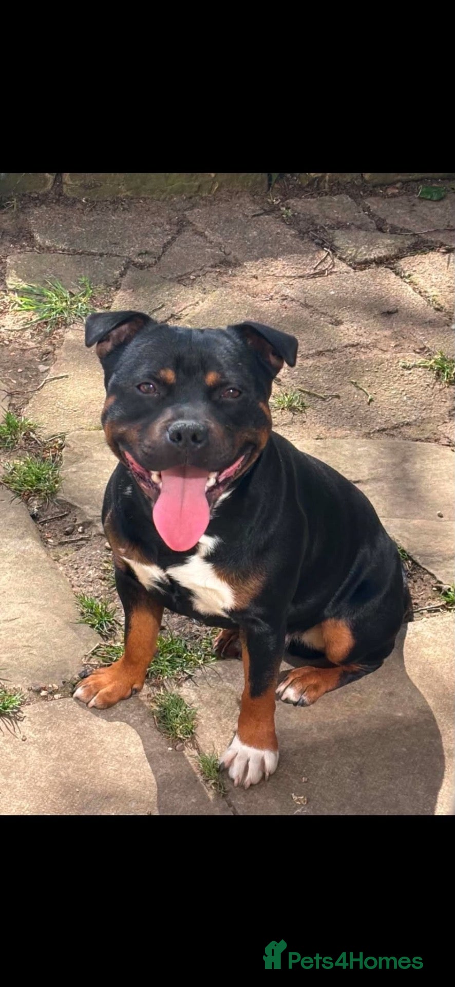 Staffordshire Bull Terrier dogs KC Reg Staffordshire Bull Terriors  - Advert 2