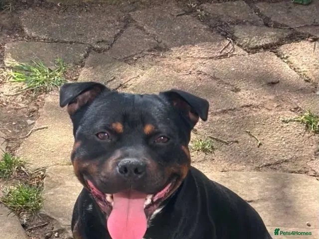 Staffordshire Bull Terrier dogs KC Reg Staffordshire Bull Terriors - Advert 2