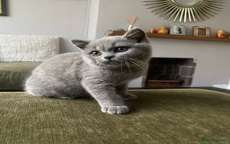 British Shorthair cats for sale: Blue Female British Shorthair Kitten - Image 1