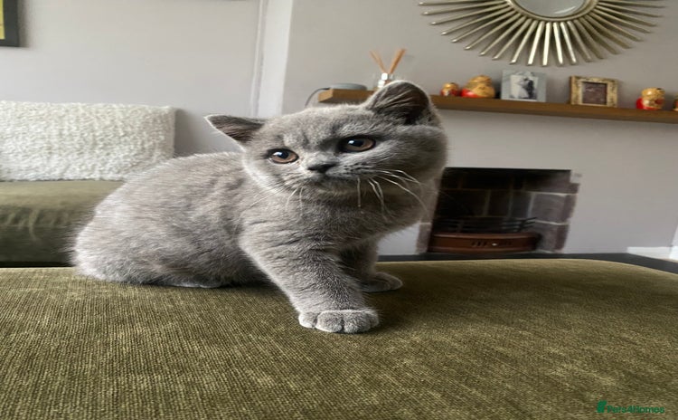 British Shorthair cats - Advert 1
