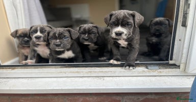 Cane Corso dogs - Advert 1