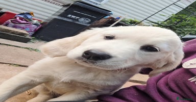 Golden Retriever dogs - Advert 1