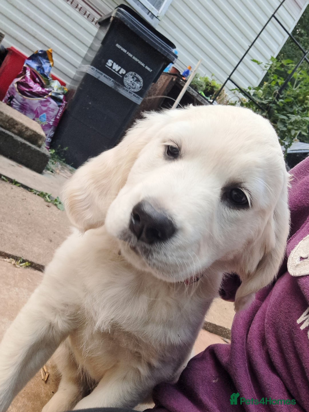 Golden Retriever dogs for sale: Golden retriever puppies  - Image 3