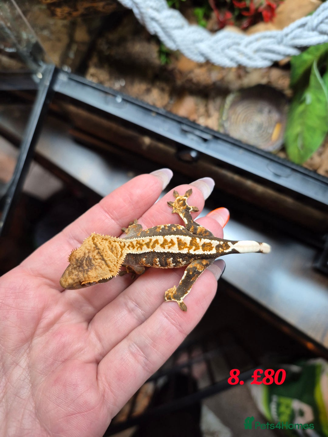 Gecko reptiles for sale: Baby Crested Geckos available - Advert 7