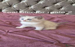 Ragdoll cats for sale: 3 Tica Registered Males For Sale - Image 8