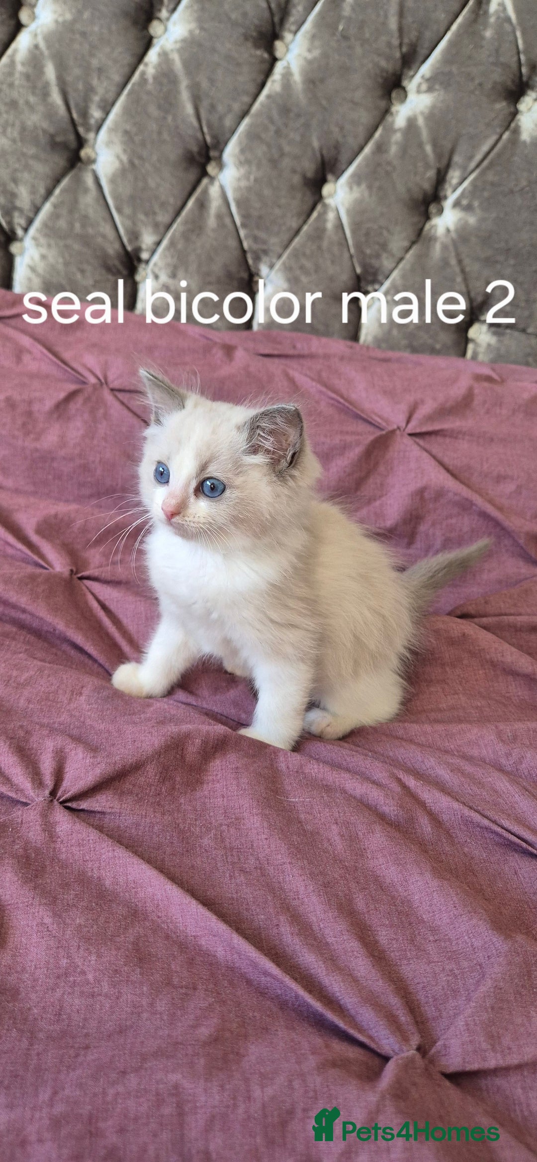 Ragdoll cats for sale: 3 Tica Registered Males For Sale - Image 8