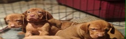 Hungarian Vizsla dogs for sale: Stunning boy available - Advert 3