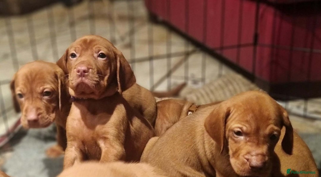 Hungarian Vizsla dogs for sale: Stunning boy available - Advert 3