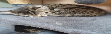Mixed Breed Kitten 3