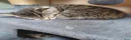 Mixed Breed cats for sale: Playful loveable kittens - Advert 8