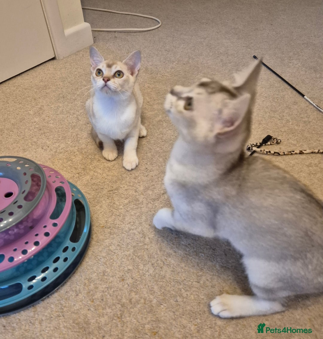 Burmilla cats for sale: Pedigree Burmilla Kittens - Advert 3