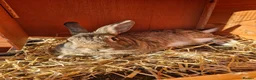 Netherland Dwarf rabbits for sale: Bonded pair  - Advert 3