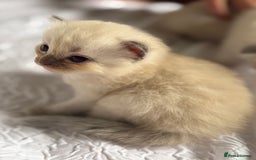Ragdoll cats for sale: BEAUTIFUL RAGDOLL KITTENS - Image 1