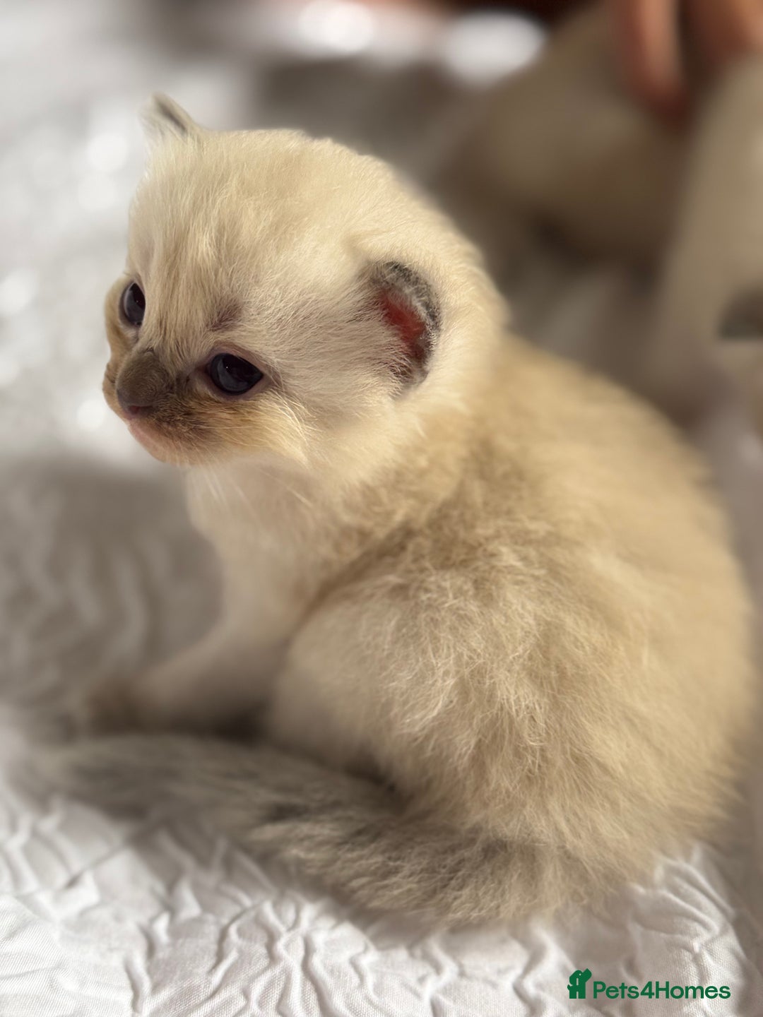 Ragdoll cats for sale: BEAUTIFUL RAGDOLL KITTENS - Image 1