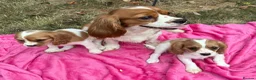 Cavalier King Charles Spaniel dogs for sale: Cavalier King Charles puppy’s Blenheim ready now  - Advert 6