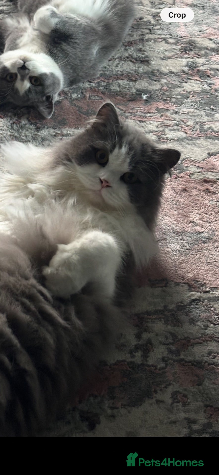 British Longhair cats 2 lovely cats for sale  - Advert 2