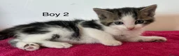 British Shorthair cats for sale: Kittens ready to go now  - Advert 5