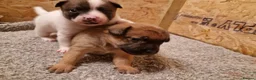 Mixed Breed dogs for sale: Fluffy staffies in Eastleigh - Advert 5