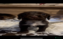 Cocker Spaniel dogs for sale: Cocker spaniel puppies for sale.  - Image 14