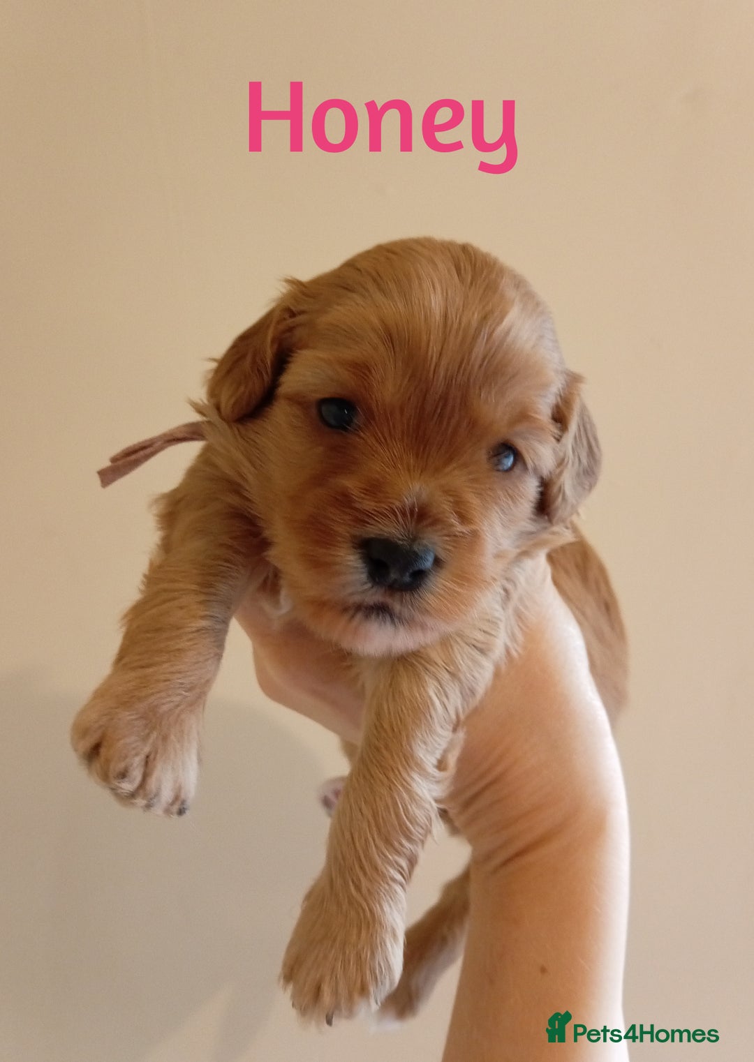 Cockapoo dogs for sale: Naturally-reared Red/Apricot F1b Cockapoos - Image 8