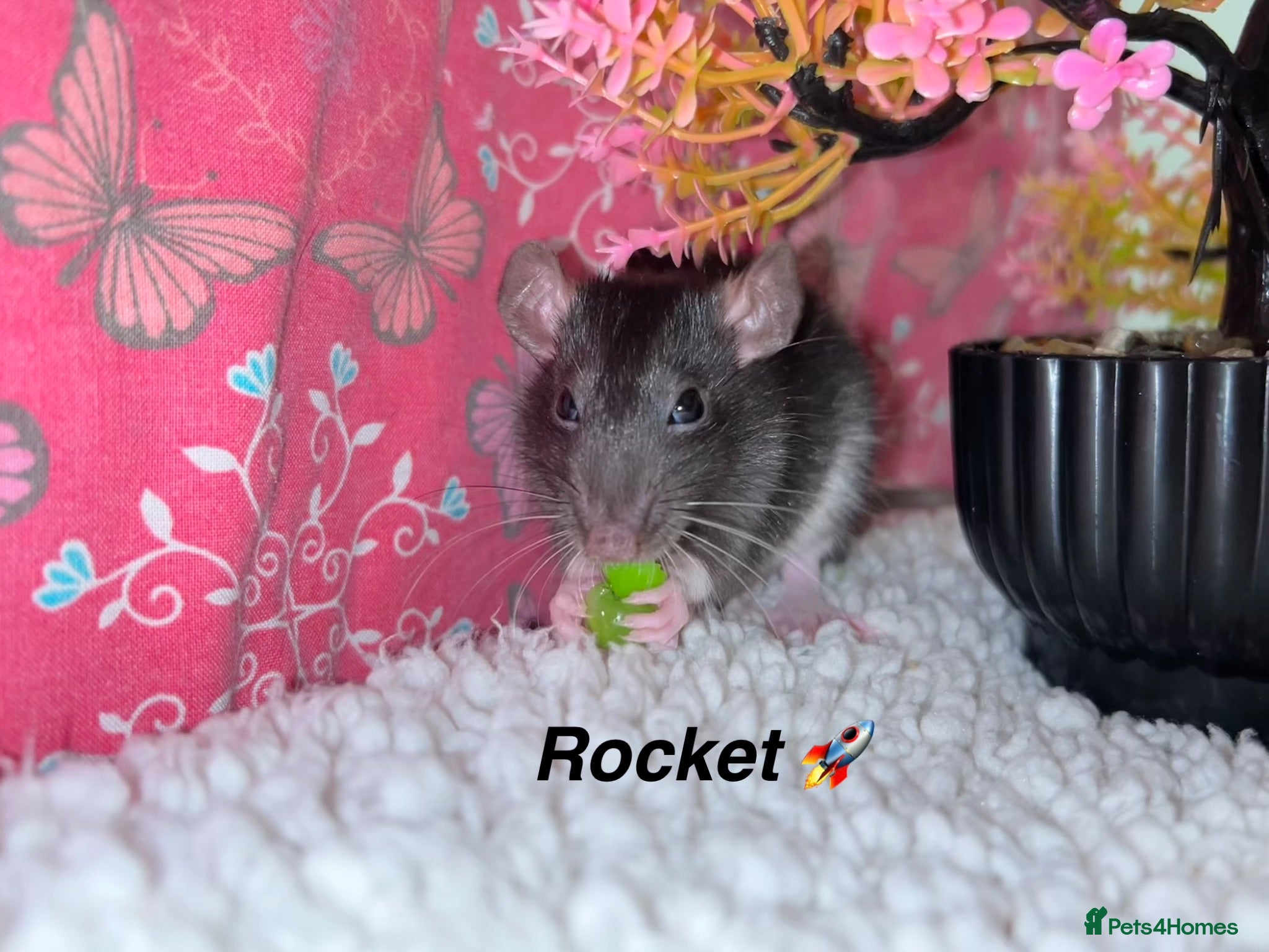 Rat rodents Beautiful baby rats  - Advert 2