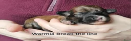 Chinese Crested dogs for sale: Powder puff boy and girl   - Advert 34