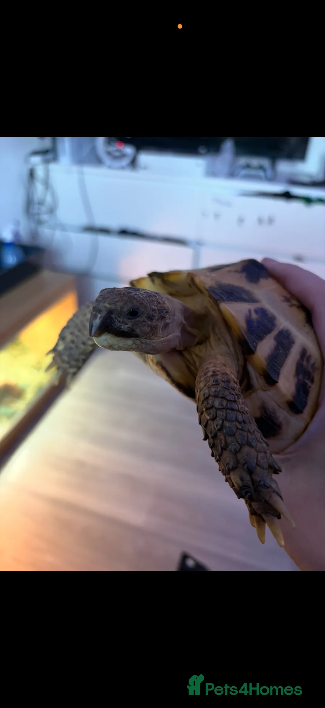 Tortoise reptiles for sale: Russian tortoise  in Cramlington - Advert 2