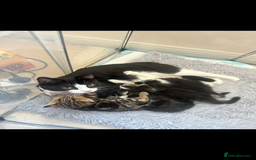 Mixed Breed cats for sale: 2 cats - Image 5