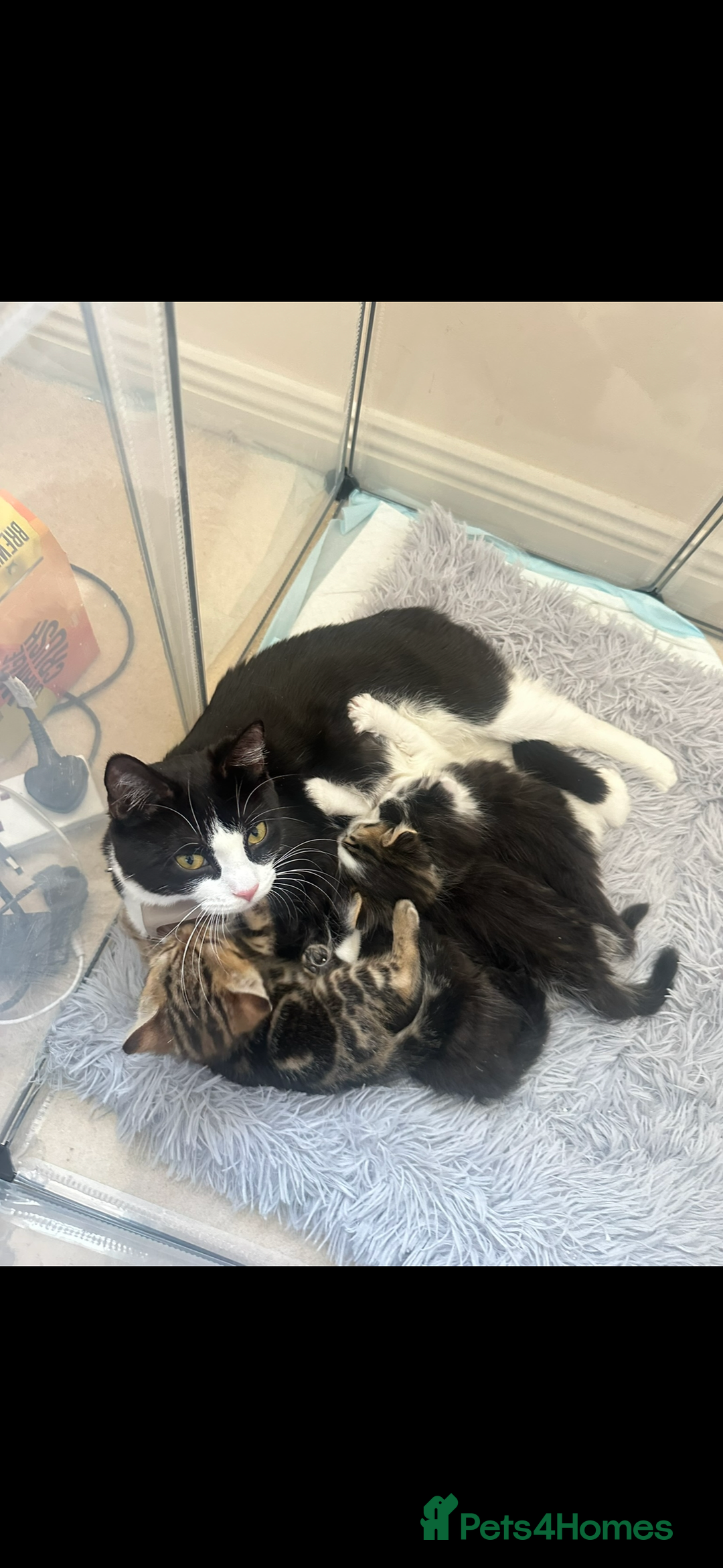 Mixed Breed cats for sale: 2 cats - Image 5