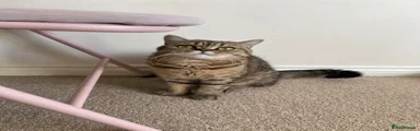 British Shorthair 2
