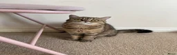 British Shorthair cats for sale: Beautiful british shorthair looking for a new home - Advert 10