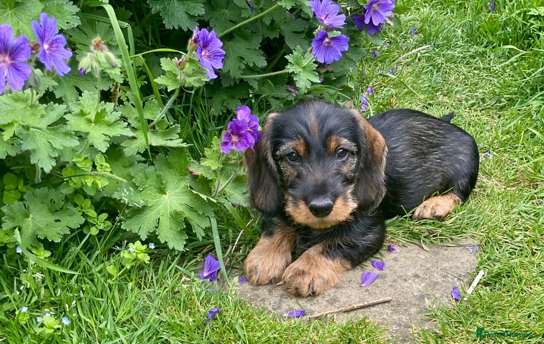 Dachshund dogs for sale: Wirehaired Dachshund Puppies (STD) - Advert 1