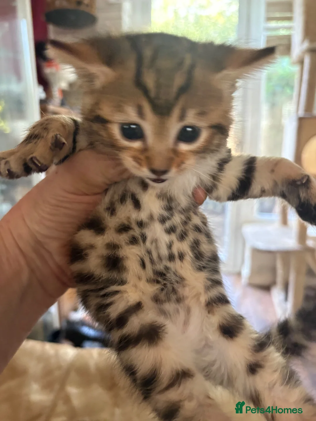 Bengal cats for sale: BENGAL Kittens pedigreed/registered - Advert 8