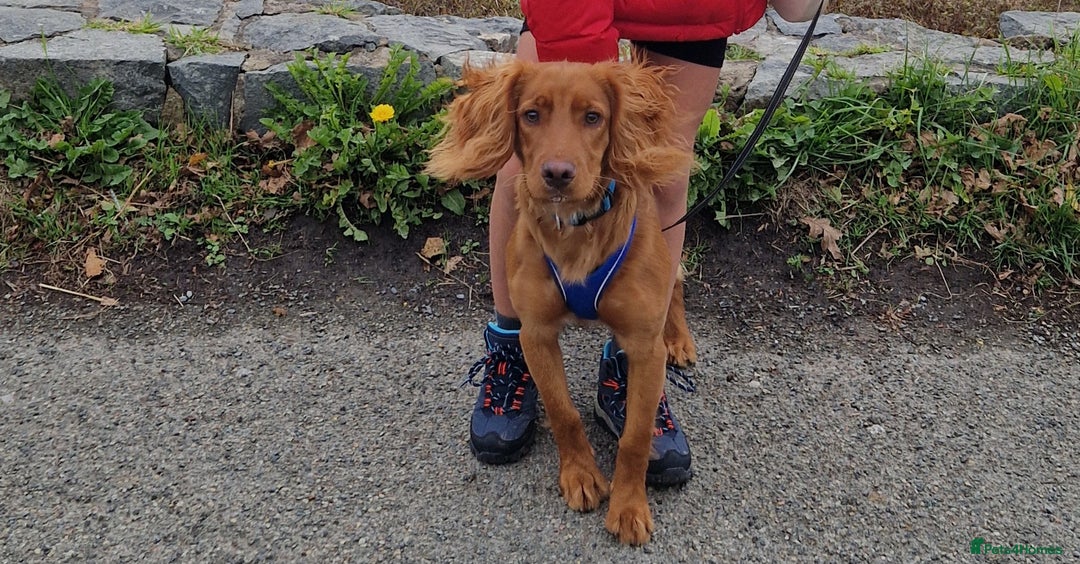 Cocker Spaniel dogs for sale: Milo 9 month old male cocker spaniel - Advert 2