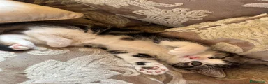 Mixed Breed 2