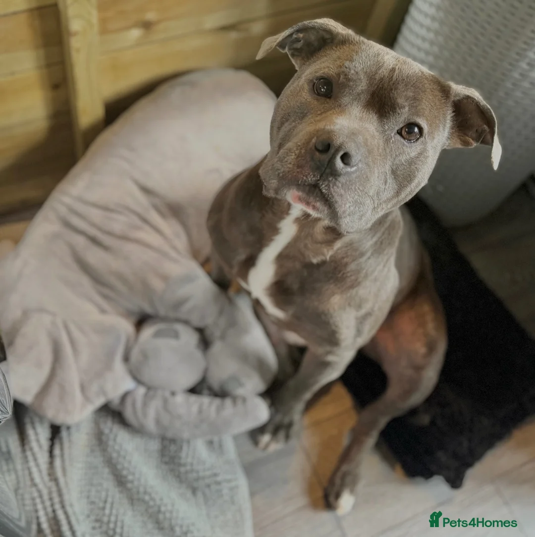 Staffordshire Bull Terrier dogs for sale: Staffordshire bull terrier  in Swansea - Advert 10