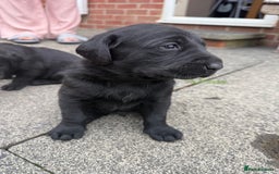 Labrador Retriever dogs for sale: FANTATIC bred Labradors - Image 6