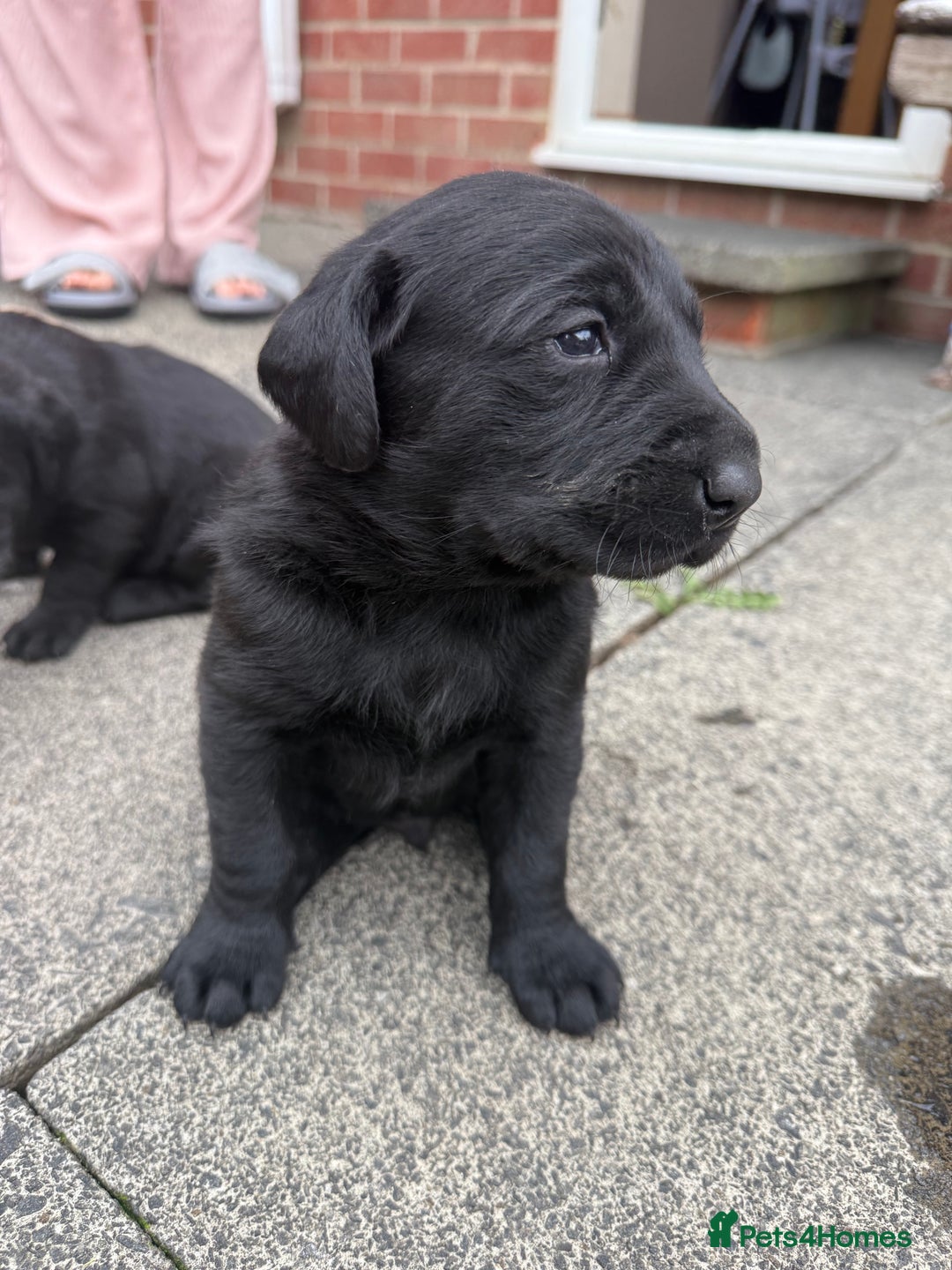 Labrador Retriever dogs for sale: FANTATIC bred Labradors - Image 6