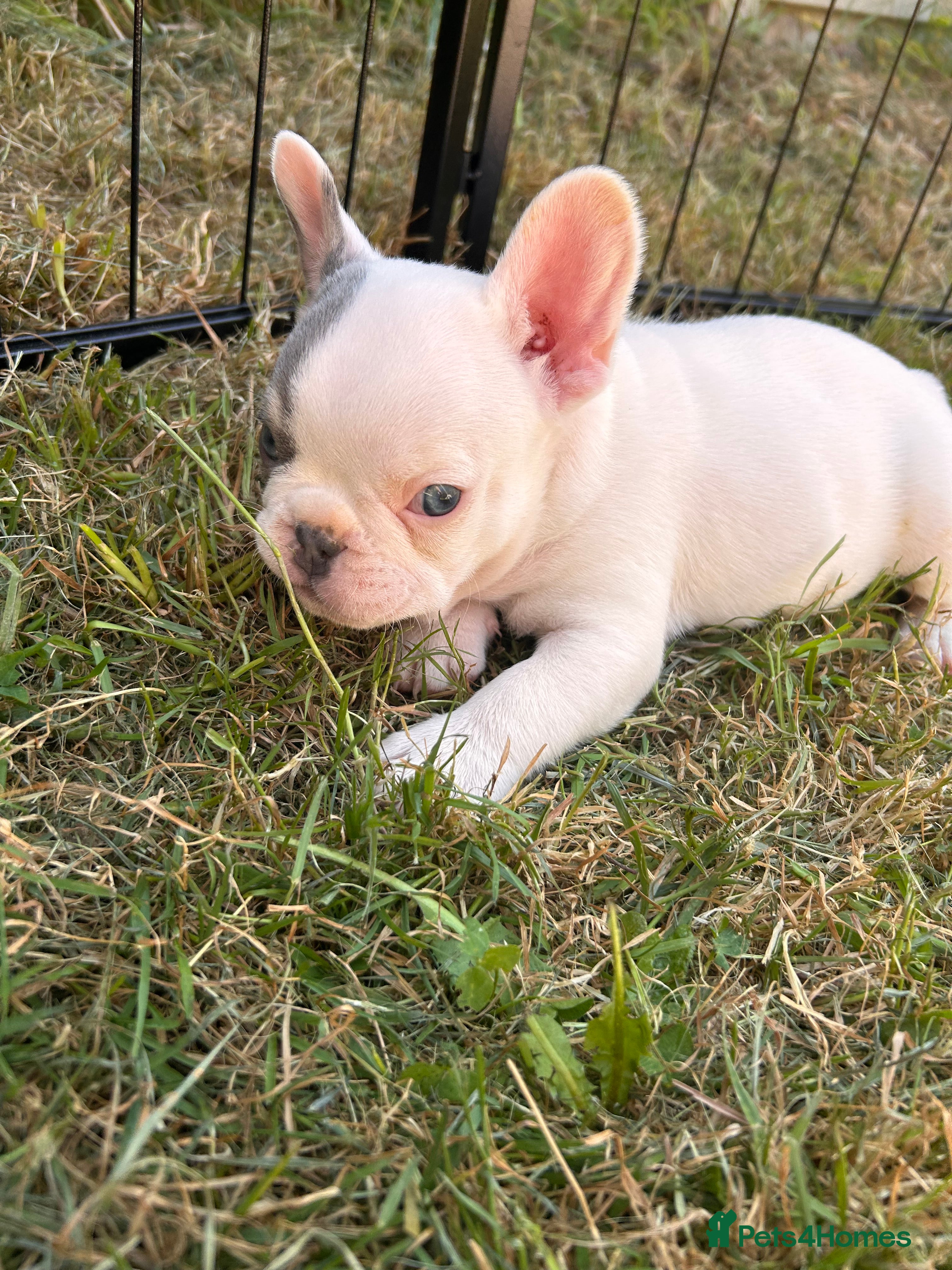 French Bulldog dogs for sale: DWKC French bulldog puppies  - Advert 31