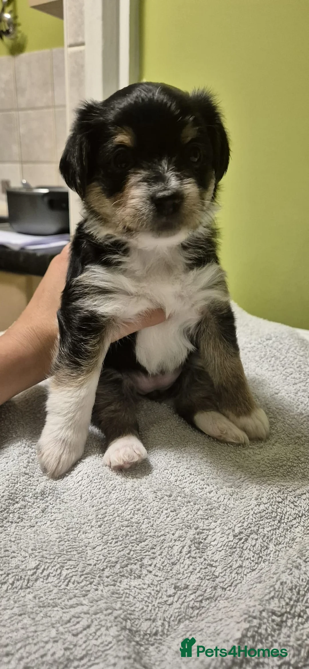 Mixed Breed dogs for sale: Yorkshire terrier mix brider - Advert 7