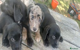 Mixed Breed dogs for sale: Puppy’s  - Image 2